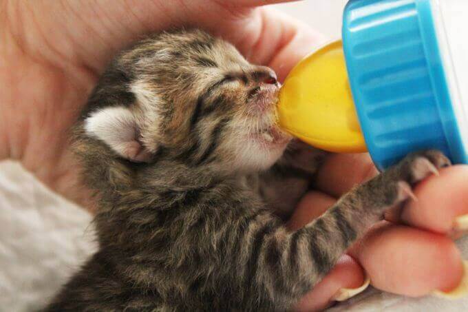 子猫にミルクをいつまで与えるかわかる記事の画像