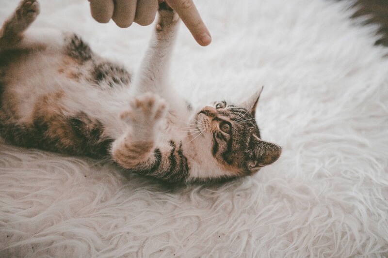 猫と床との関係性を表す記事の画像