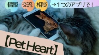 Pet Heart 　猫　アプリ