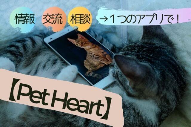 Pet Heart 　猫　アプリ