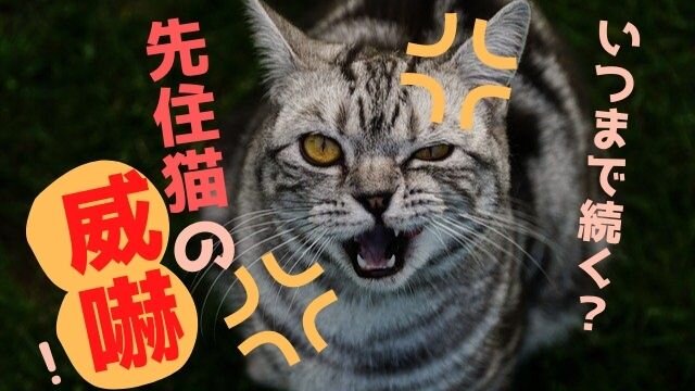先住猫の威嚇がいつまで続くか説明する記事の画像